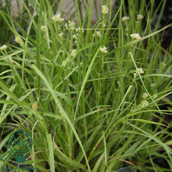 Luzula nivea, Snefrytle