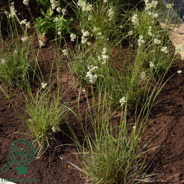 Luzula nivea, Snefrytle