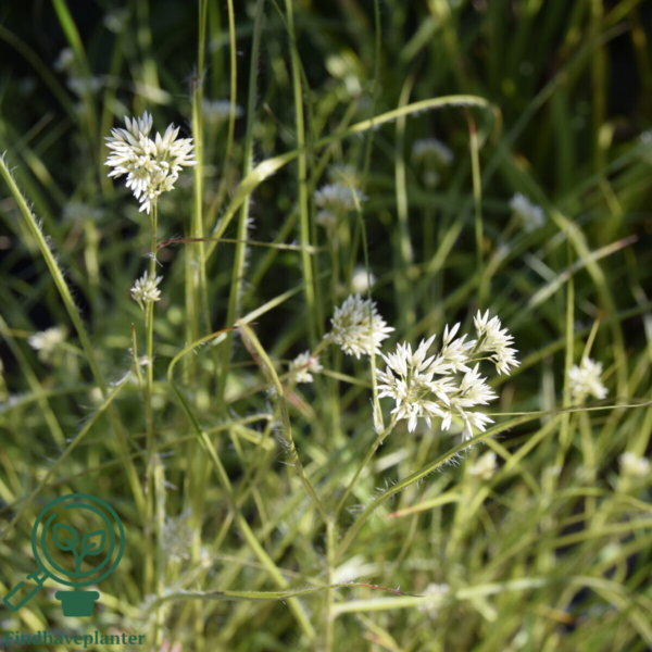 Luzula nivea, Snefrytle