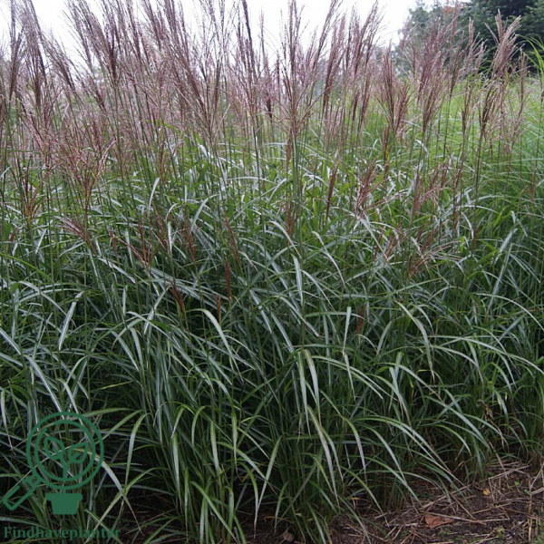 Miscanthus sinensis 'Dronning Ingrid'