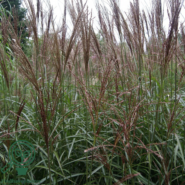 Miscanthus sinensis 'Dronning Ingrid'