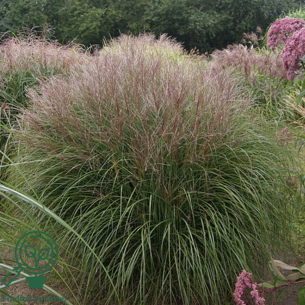 Miscanthus sinensis 'Kleine Silberspinne'