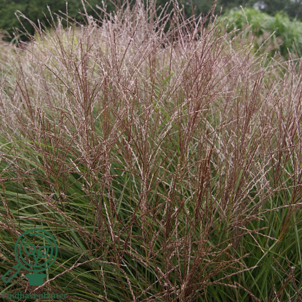 Miscanthus sinensis 'Kleine Silberspinne'
