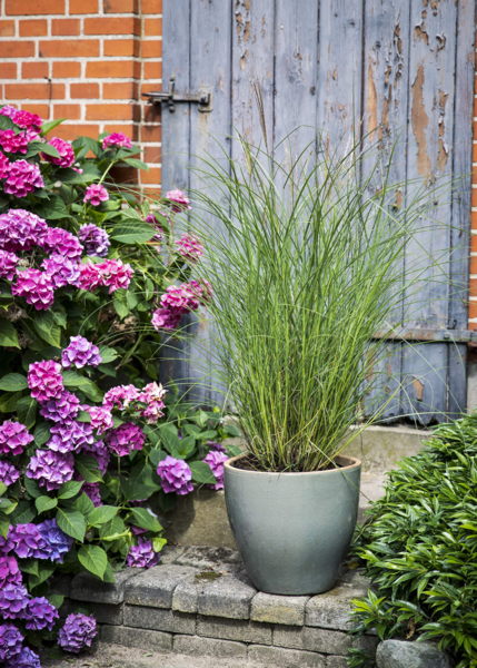 Miscanthus sinensis 'Kleine Silberspinne'