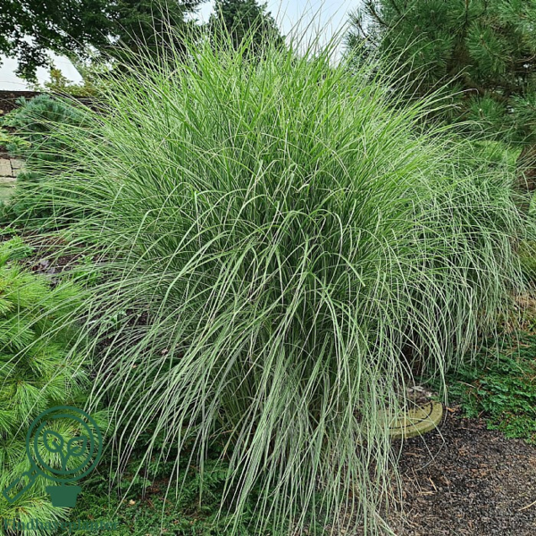 Miscanthus sinensis 'Morning Light'