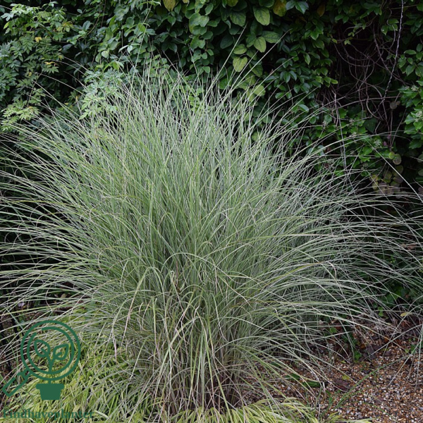 Miscanthus sinensis 'Morning Light'
