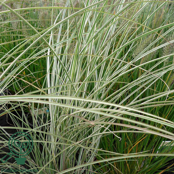 Miscanthus sinensis 'Morning Light'