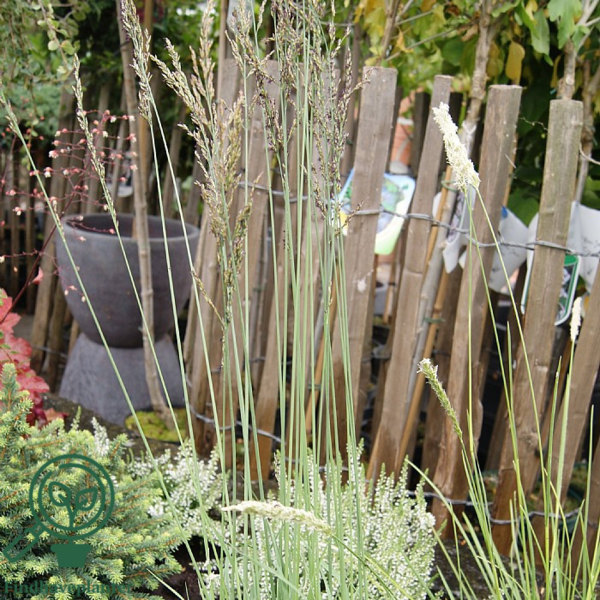 Molinia caerulea 'Dauerstrahl', Pibegræs/Blåtop