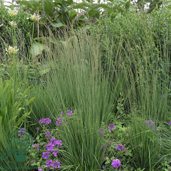 Molinia caerulea 'Heidebraut', Pibegræs/Blåtop