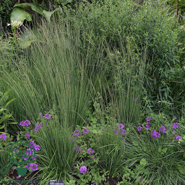 Molinia caerulea 'Heidebraut', Pibegræs/Blåtop