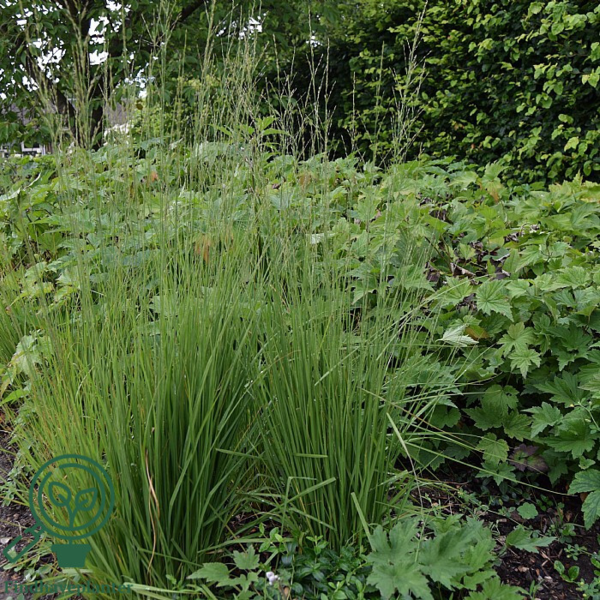 Molinia caerulea 'Heidebraut', Pibegræs/Blåtop