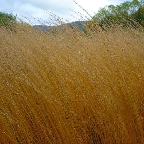 Molinia caerulea 'Heidebraut', Pibegræs/Blåtop