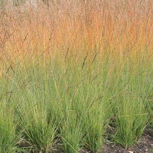 Molinia caerulea 'Heidebraut', Pibegræs/Blåtop