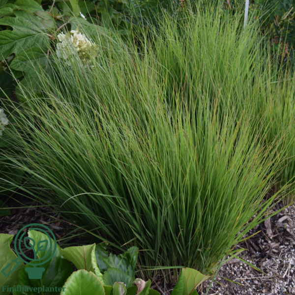 Molinia caerulea 'Heidebraut', Pibegræs/Blåtop