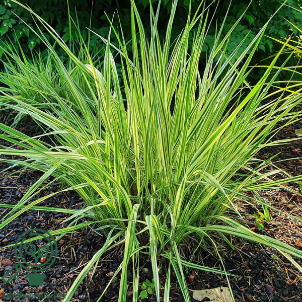Molinia caerulea 'Variegata', Pibegræs/Blåtop