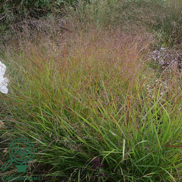 Panicum virgatum 'Rehbraun', Præriehirse