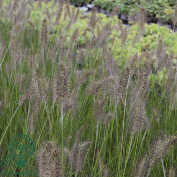 Pennisetum alopecuroides 'Hameln' C1,0