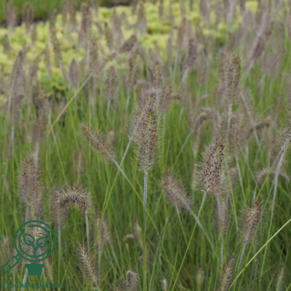 Pennisetum alopecuroides 'Hameln' C1,0