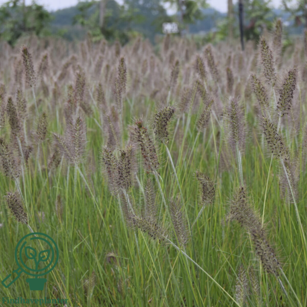 Pennisetum alopecuroides 'Hameln' C1,0