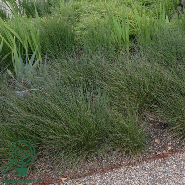 Pennisetum alopecuroides 'Hameln' C1,0
