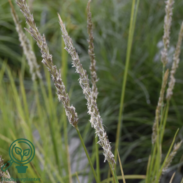 Sesleria autumnalis, blåaks