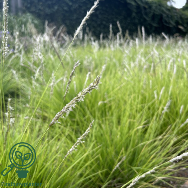 Sesleria autumnalis, blåaks