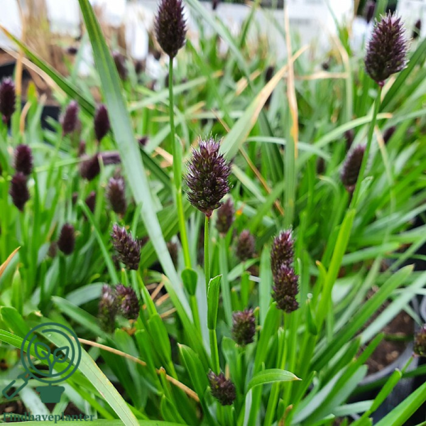 Sesleria heufleriana, Mørk blåaks