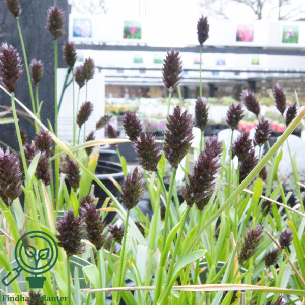 Sesleria heufleriana, Mørk blåaks
