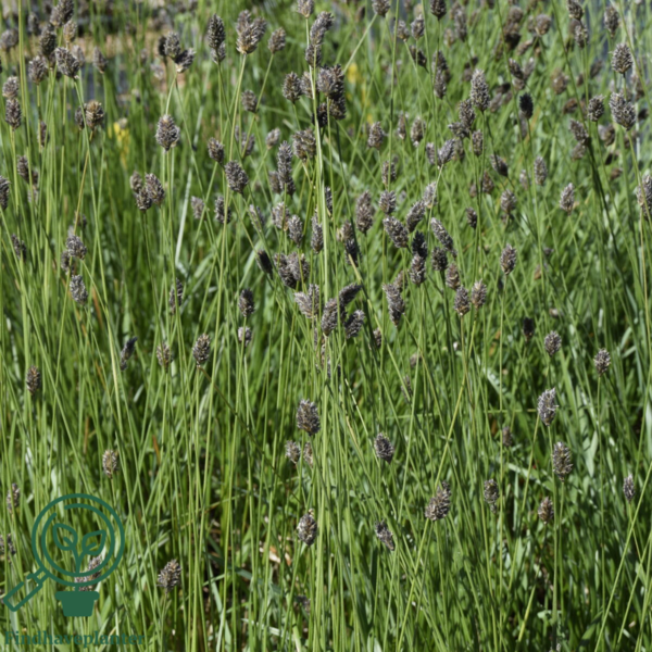 Sesleria heufleriana, Mørk blåaks