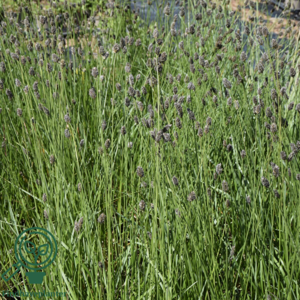 Sesleria heufleriana, Mørk blåaks