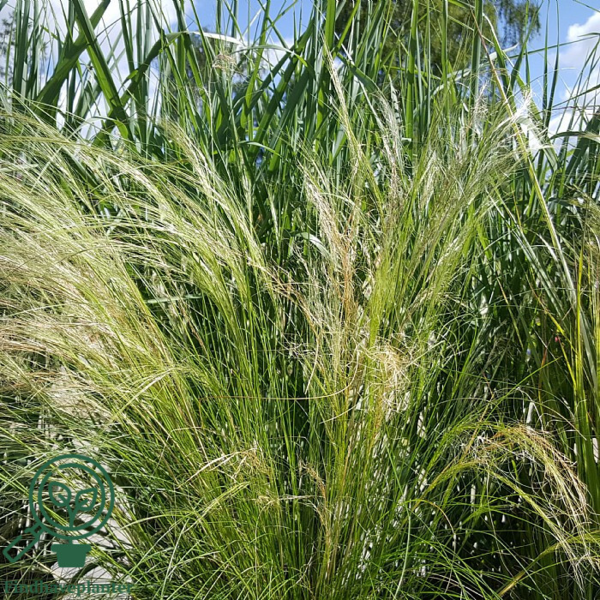 Stipa tenuissima 'Pony Tails', Fjergræs
