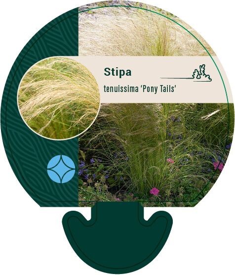 Stipa tenuissima 'Pony Tails', Fjergræs