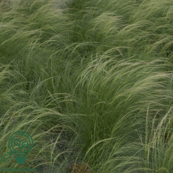 Stipa tenuissima 'Pony Tails', Fjergræs