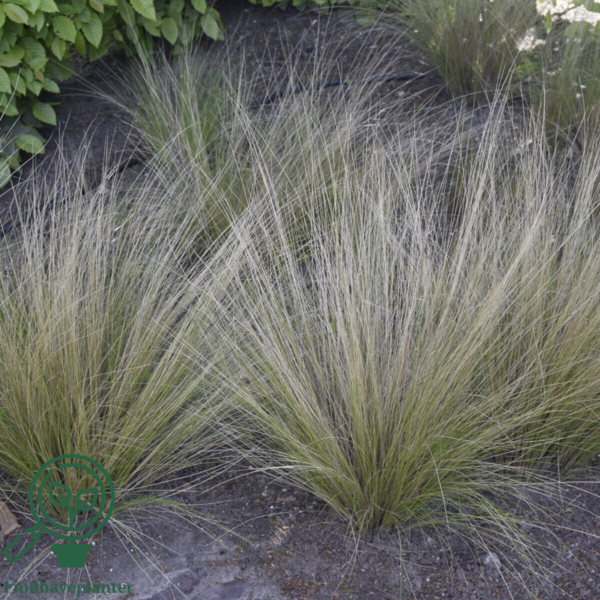 Stipa tenuissima 'Pony Tails', Fjergræs