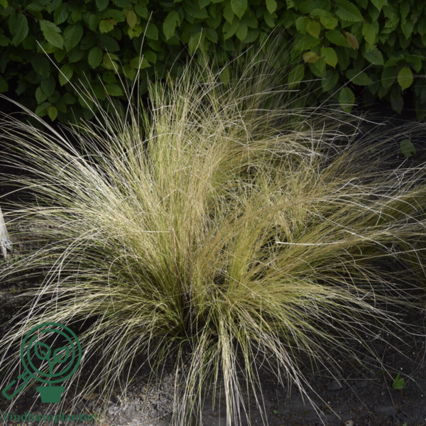 Stipa tenuissima 'Pony Tails', Fjergræs