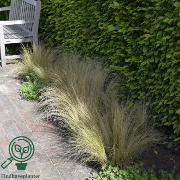 Stipa tenuissima 'Pony Tails', Fjergræs