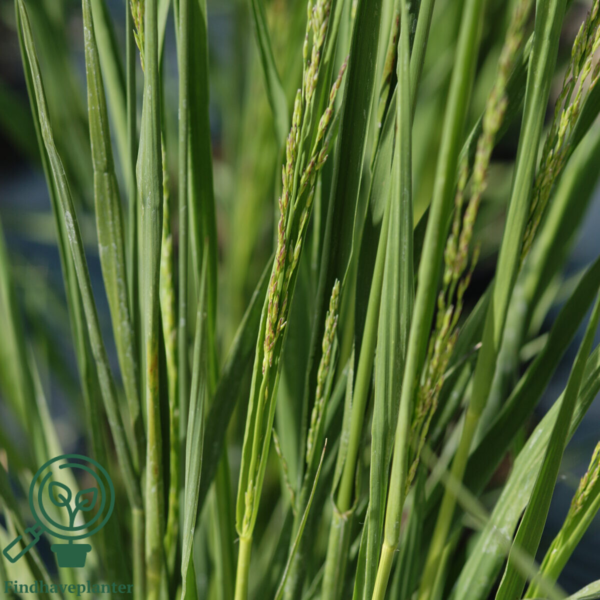 Molinia arundinacea 'Karl Foerster', Pibegræs/Blåtop