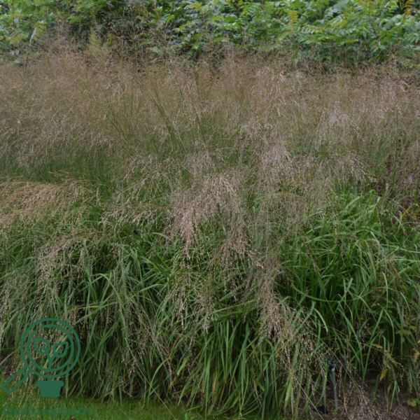 Molinia arundinacea 'Karl Foerster', Pibegræs/Blåtop