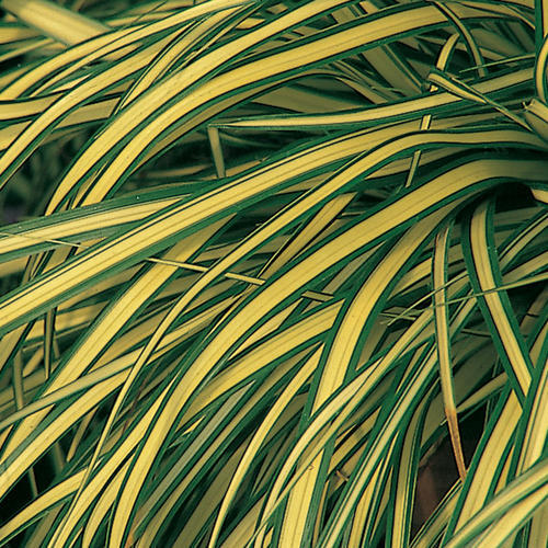 Carex hachijoensis 'Evergold', star