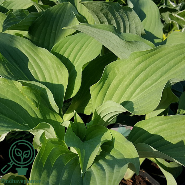 Hosta nigrescens 'Krossa Regal', Funkia