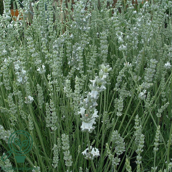 Lavandula angustifolia 'Edelweiss', Lavendel