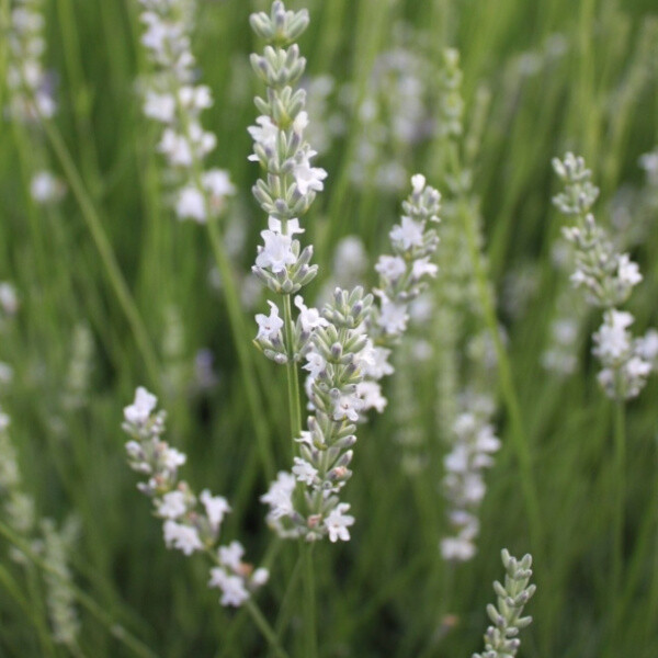 Lavandula angustifolia 'Edelweiss', Lavendel