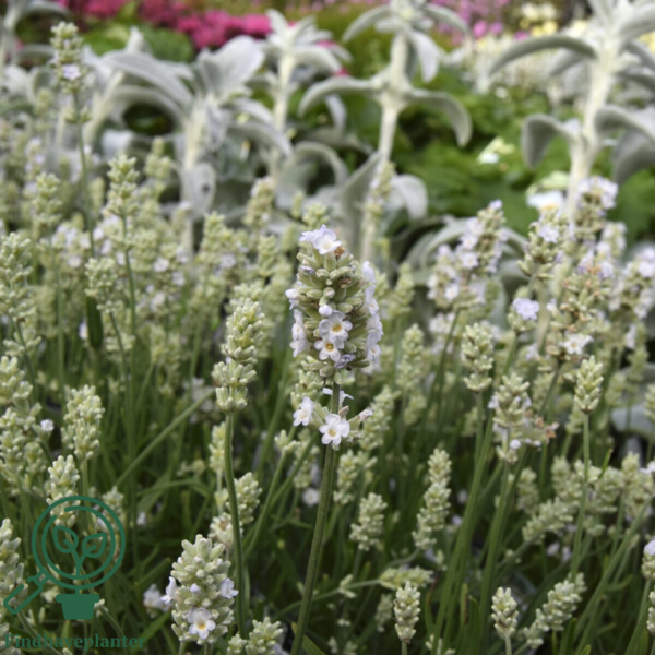 Lavandula angustifolia 'Edelweiss', Lavendel