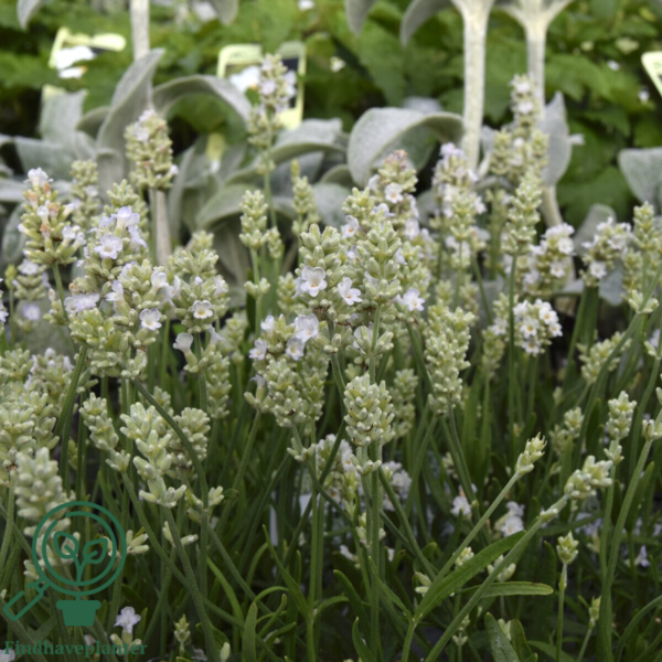 Lavandula angustifolia 'Edelweiss', Lavendel