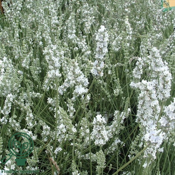 Lavandula angustifolia 'Edelweiss', Lavendel