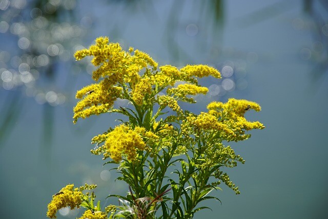 Solidago hybrid 'Strahlenkrone' Gyldenris