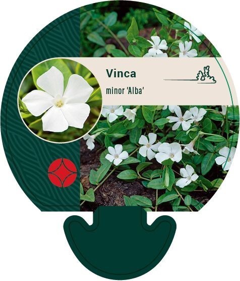 Vinca minor 'Alba'