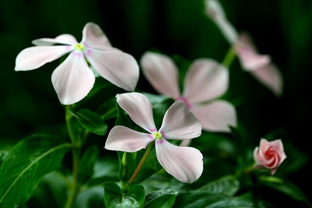 Vinca minor 'Alba'