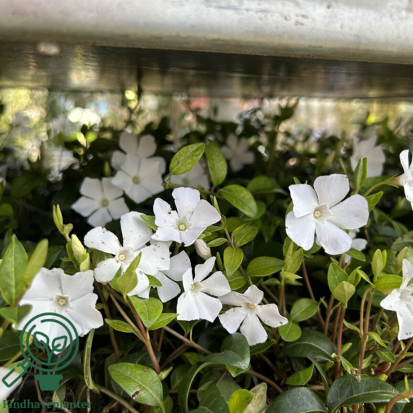 Vinca minor 'Alba'