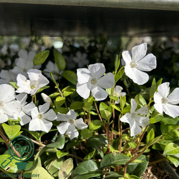 Vinca minor 'Alba'